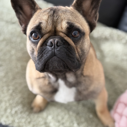 Vaïna profile