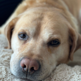 Marley profile