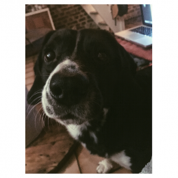 Chandler profile