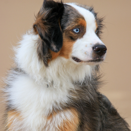 Doggo profile