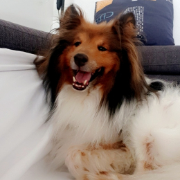 Jacky profile