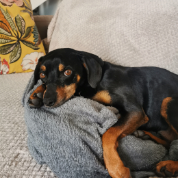 Anne-sophie bigot profile