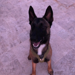 Reiko profile