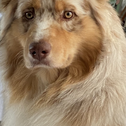 Rio profile