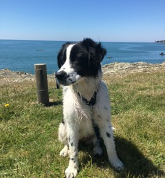 Doggo profile