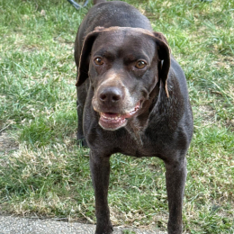 Doggo profile