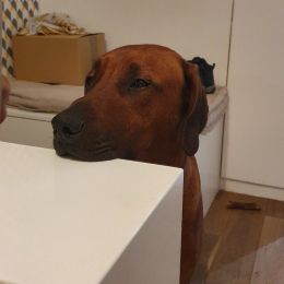 Sherlock profile