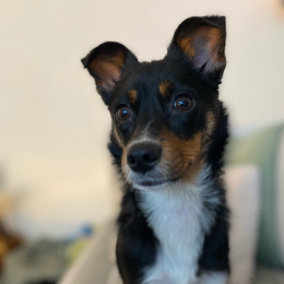 Paddie profile