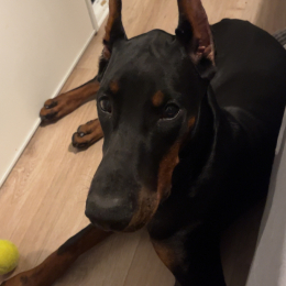Koda profile