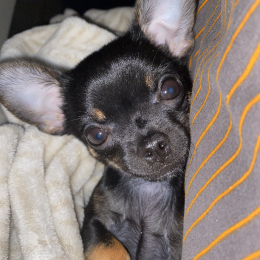 Balu profile