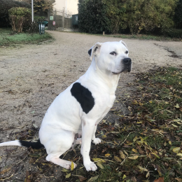 Doggo profile