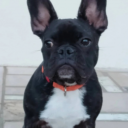 Stan profile