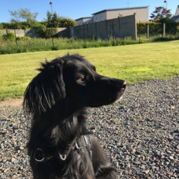 Miysi profile