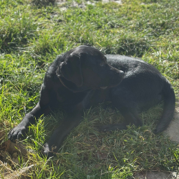 Rosie profile