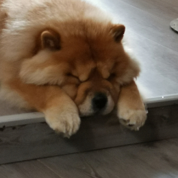 Mei et peach profile