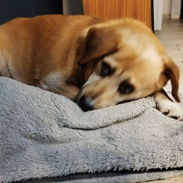 Doggo profile