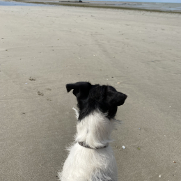 Voyou profile