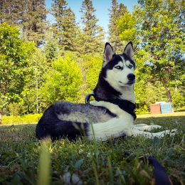Nala profile