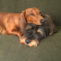 Lucien & philibert profile