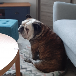Doggo profile