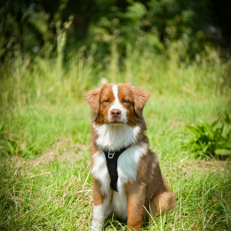 Aslan profile