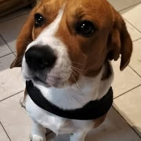 Twix profile