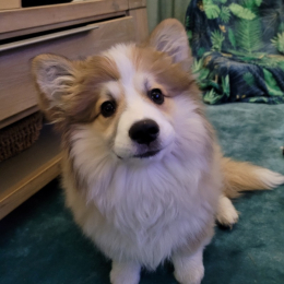 Doggo profile