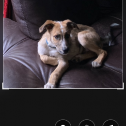Coco profile
