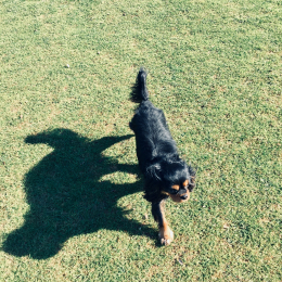 Max profile