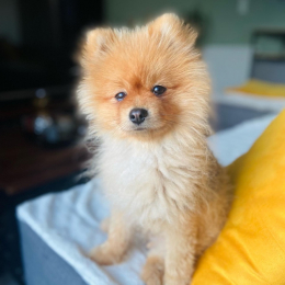 Rio profile