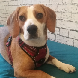 Ruby profile
