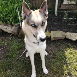 Laika profile