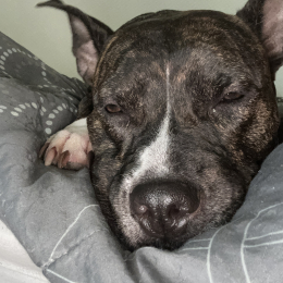 Pako profile