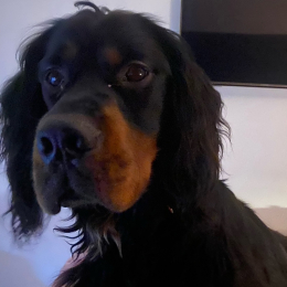 Toutankhamon profile