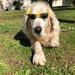 Doggo profile