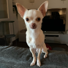 Emilio profile