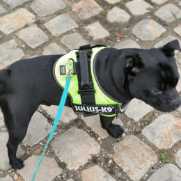 Paco profile