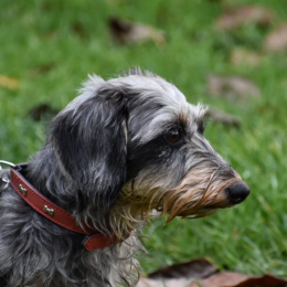 Ruppert profile