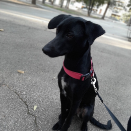 Roxy profile