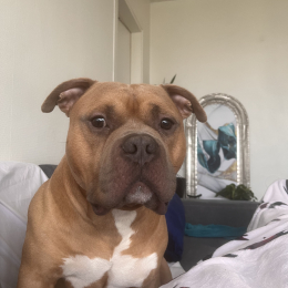 Raïzen profile