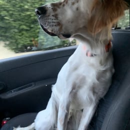 Pongo profile