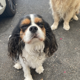 Run et couette profile