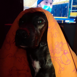 Hutch et nina profile