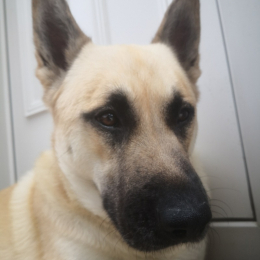 Boss profile