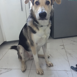 Kronos profile