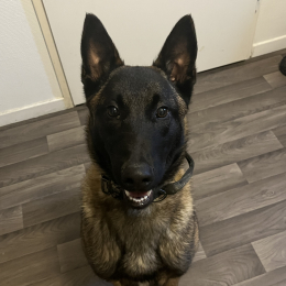Ulysse profile