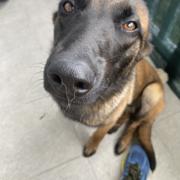 Stella profile