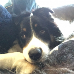 Jango  profile