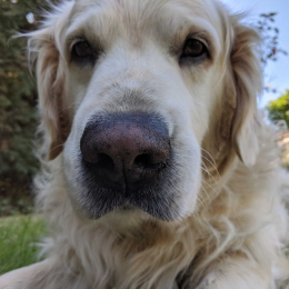 Samuel profile