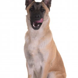 Daiko profile